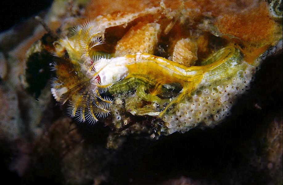 Pomatoceros triqueter